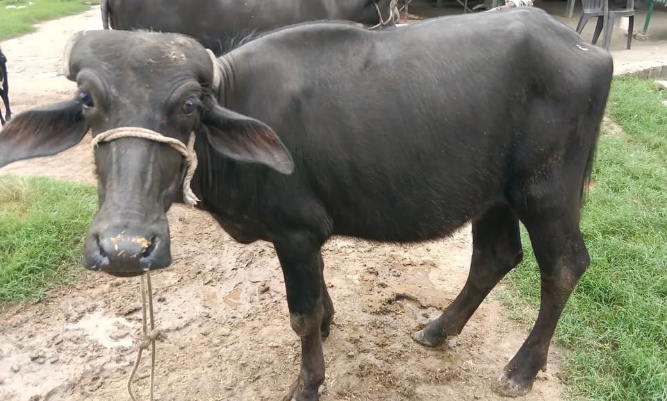 Others Buffalo in  UTTAR PRADESH