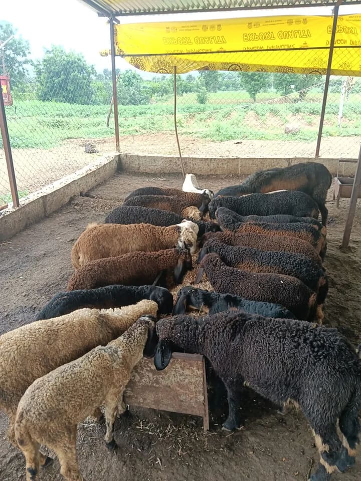 Others Sheep in  MAHARASHTRA