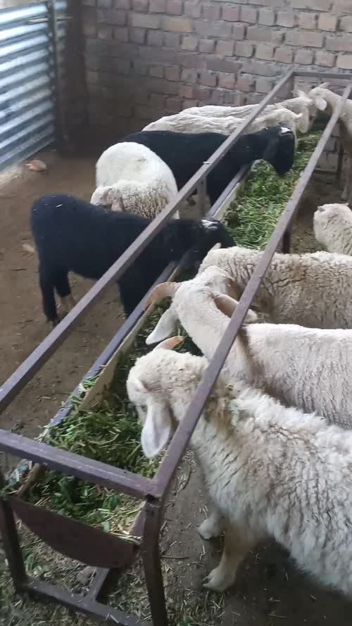 NARI Suwarna Sheep N0152, District:  PATHANKOT, State:  PUNJAB