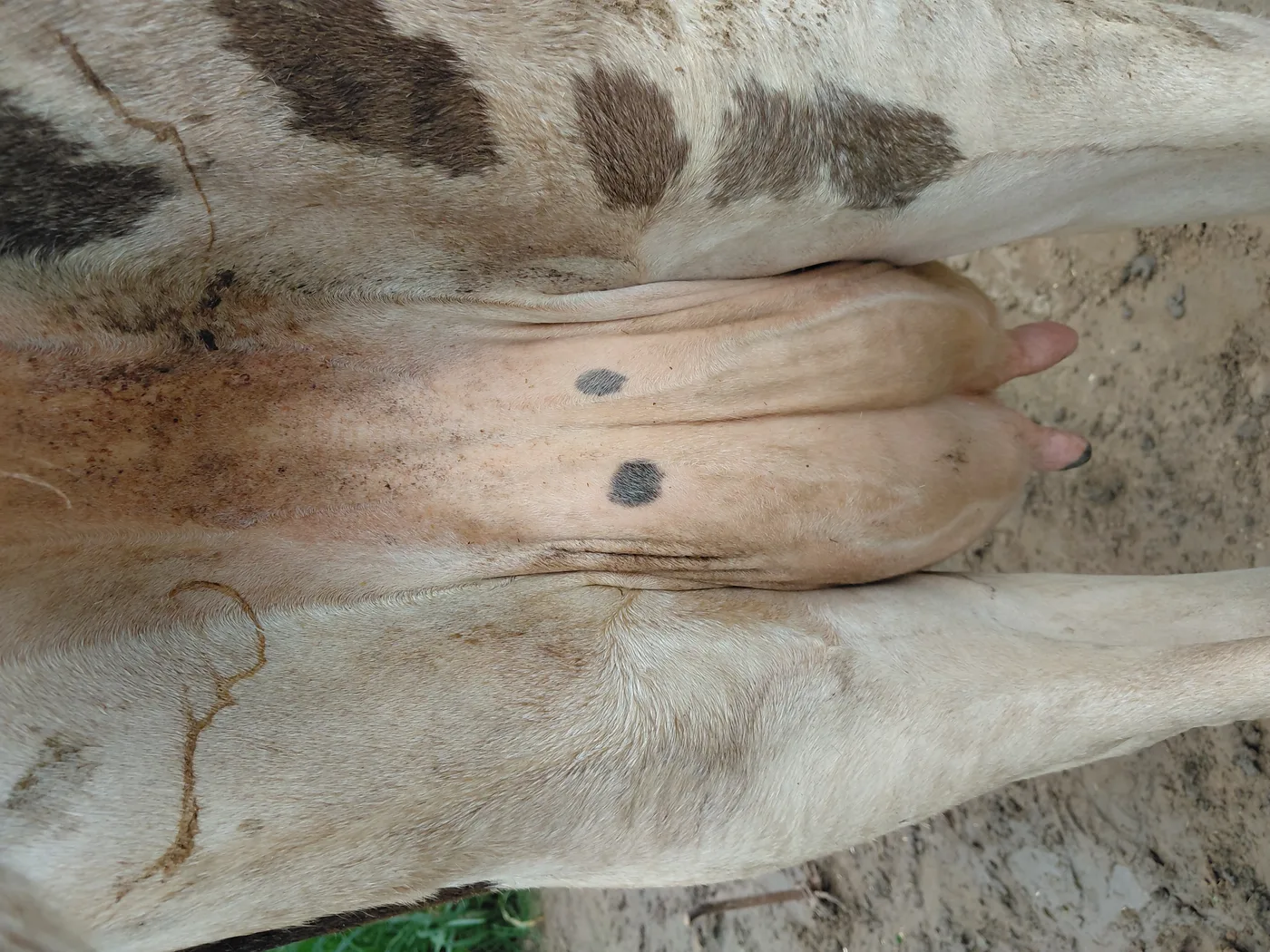 HF Cow in  RAJASTHAN