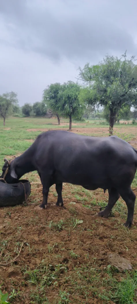 Murrah Buffalo M4634 in  RAJASTHAN