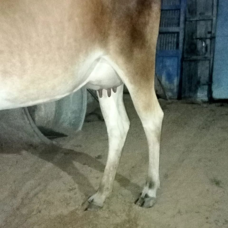 Others Cow in  RAJASTHAN