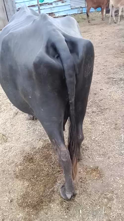 Murrah Buffalo in  MADHYA PRADESH