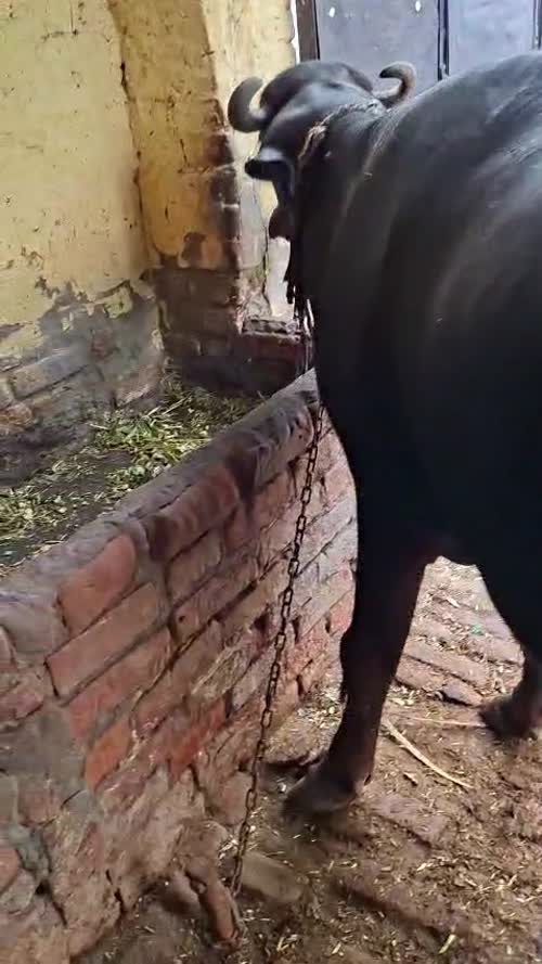 Murrah Buffalo in  PUNJAB