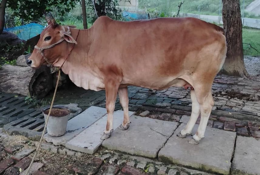 Sahiwal Cow in  UTTAR PRADESH