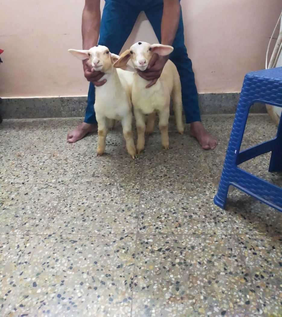 Bannur Sheep B0241 in  KARNATAKA