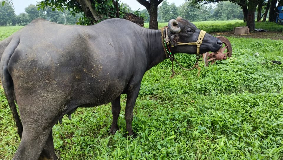 Murrah Buffalo in  MADHYA PRADESH