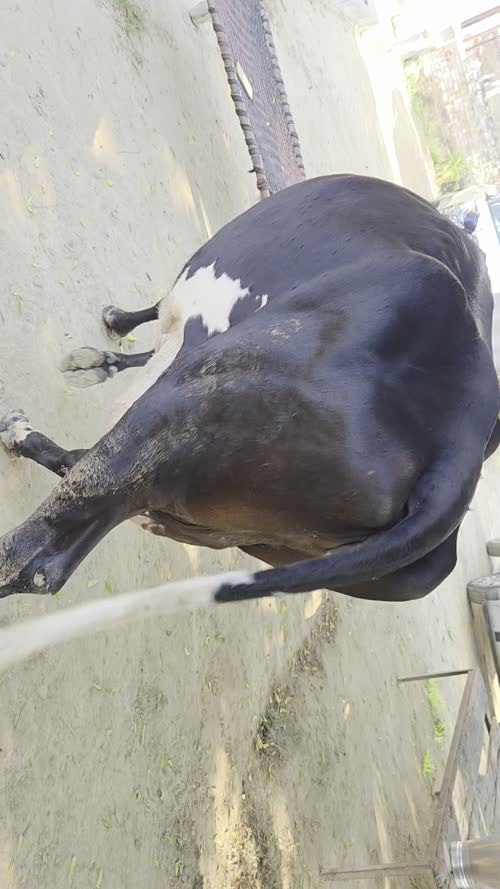 Jersey Cow J1625 in  BIHAR