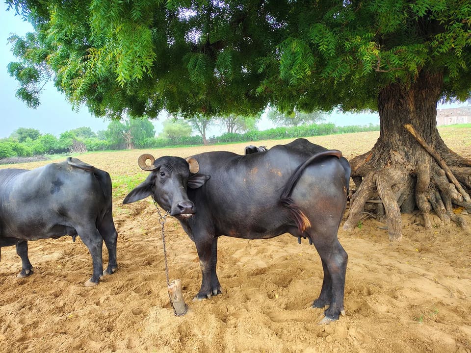 Banni  Buffalo in  RAJASTHAN