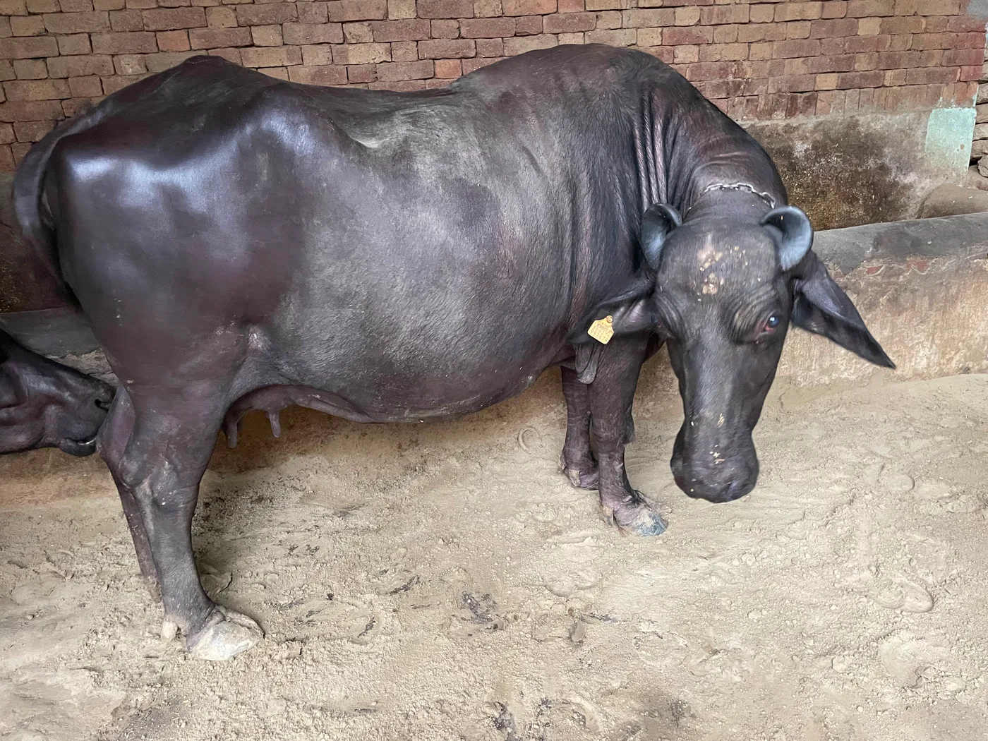 Murrah Buffalo in  UTTAR PRADESH