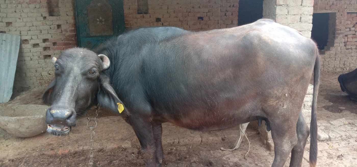 Murrah cross Buffalo O0238, MilkPerDay: 15Litres, Pregnant: 6 Months, District:  PRATAPGARH, State:  UTTAR PRADESH