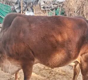 Sahiwal Cow S1513, Lactation: 2, MilkPerDay: 16Litres, Pregnant: 9 Months, District:  NA, State:  NA