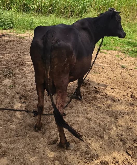 Jersey Cow in  RAJASTHAN
