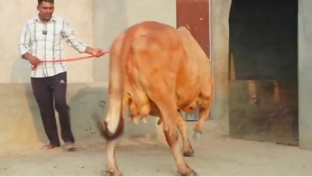 Sahiwal Cow in  RAJASTHAN