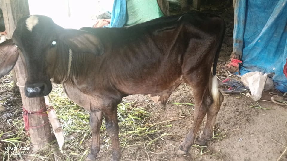 Gir vasardo O0908 in  GUJARAT
