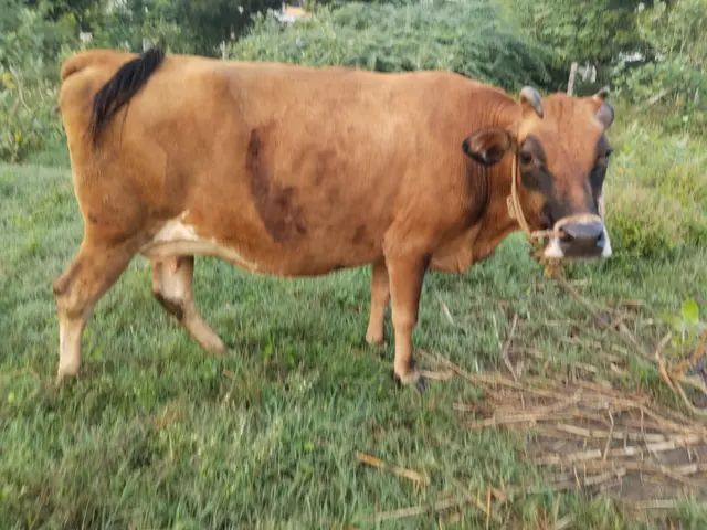 Jersey Cow J1113, Lactation: 1, MilkPerDay: 10Litres, Pregnant: 9 Months, District:  Tirupati, State:  ANDHRA PRADESH