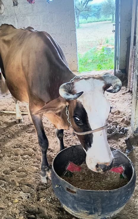 Jersey Cow in  RAJASTHAN