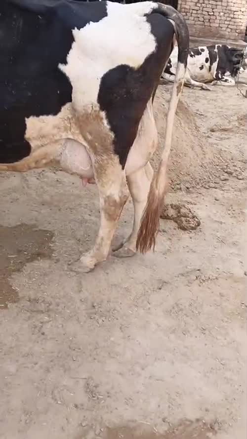 HF Cow H2871, Lactation: 4, MilkPerDay: 30Litres, Pregnant: 8 Months, District:  HANUMANGARH, State:  RAJASTHAN