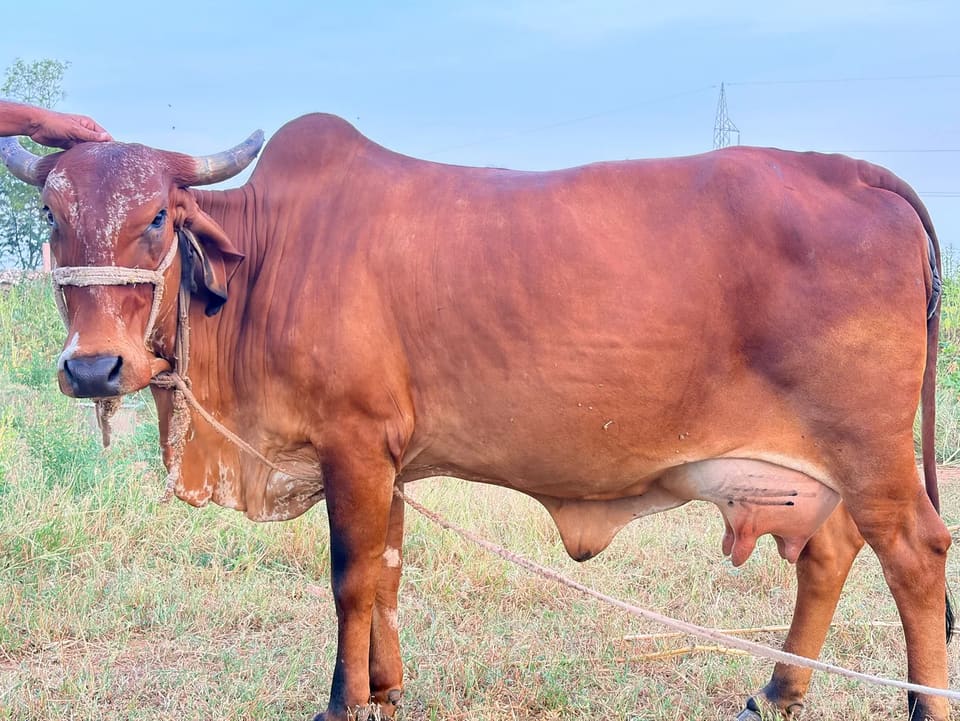 Gir Cow G2120 in  RAJASTHAN