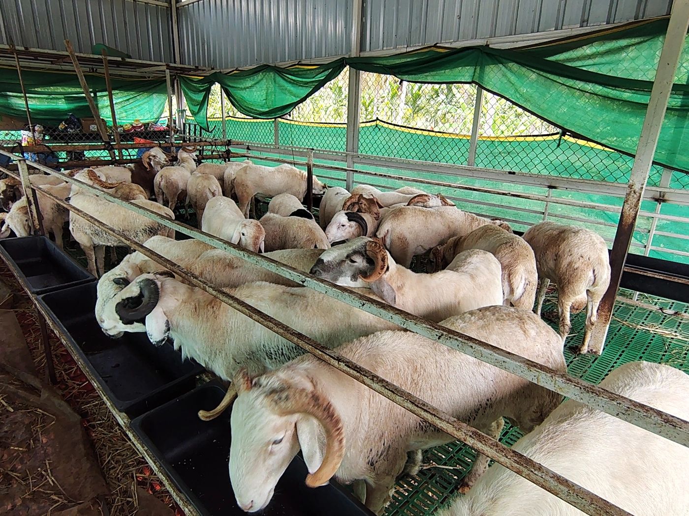 Yalaga Sheep O0055, District: TUMAKURU, State: KARNATAKA