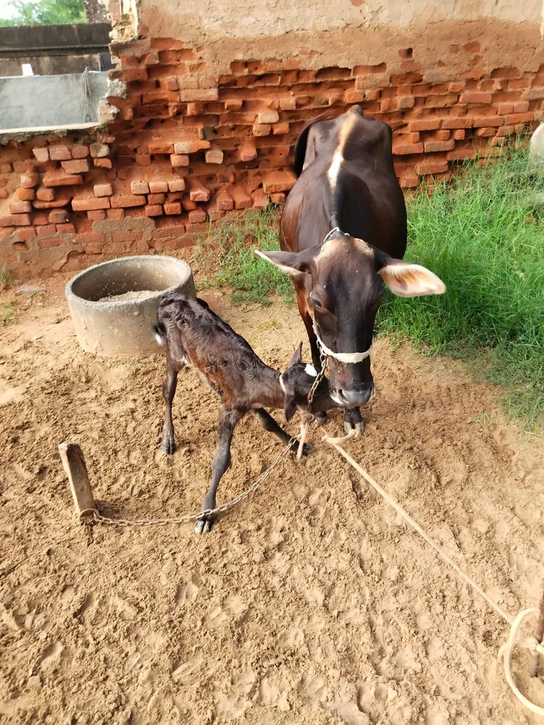 Others Cow in  RAJASTHAN