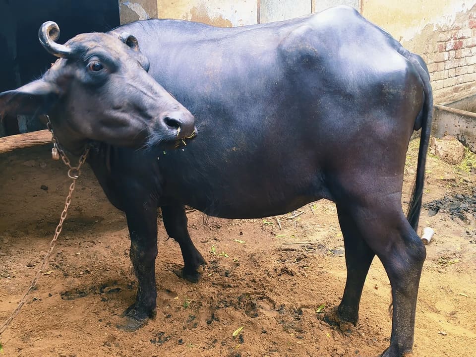 Murrah Buffalo in  RAJASTHAN
