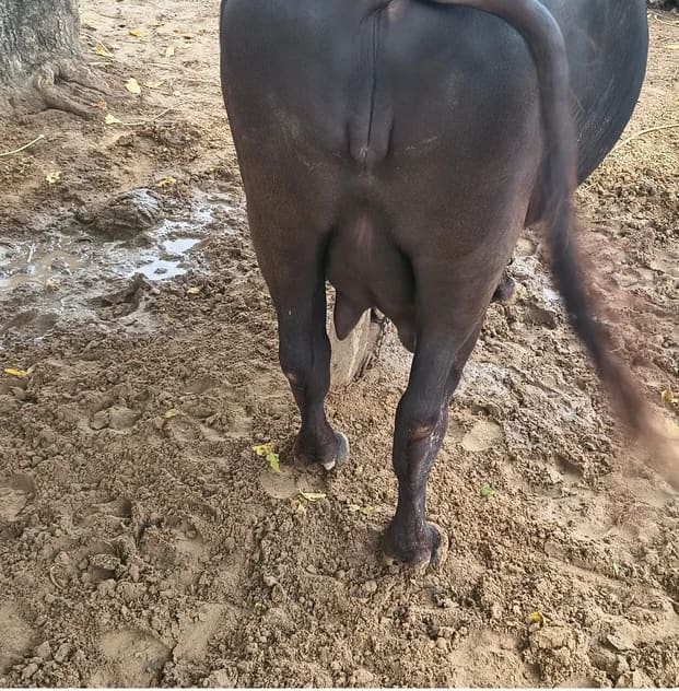 Murrah Buffalo in  RAJASTHAN