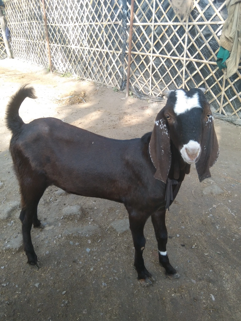Jakhrana Goat J0209, District:  LUCKNOW, State:  UTTAR PRADESH