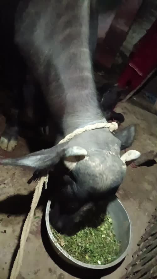 Mura hariyana Buffalo O0680 in  UTTAR PRADESH