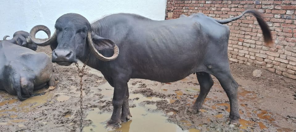 in GUJARAT