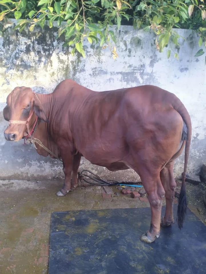 Gir Cow in  UTTAR PRADESH