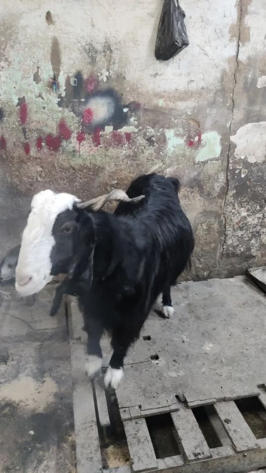 Sojat Goat in  KARNATAKA