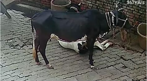 Others Cow in  UTTAR PRADESH