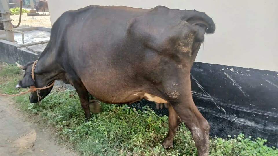 Jersey Cow J1623 in  UTTAR PRADESH