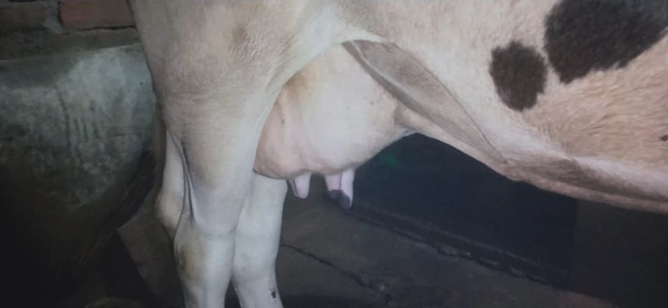 HF Cow in  UTTAR PRADESH