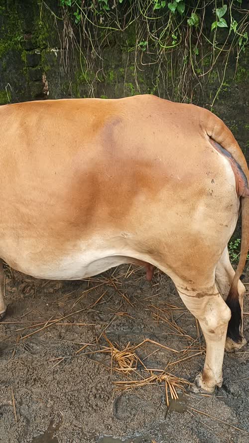 in JHARKHAND