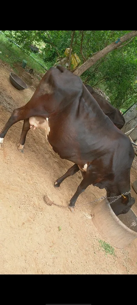 Jersey Cow in RAJASTHAN