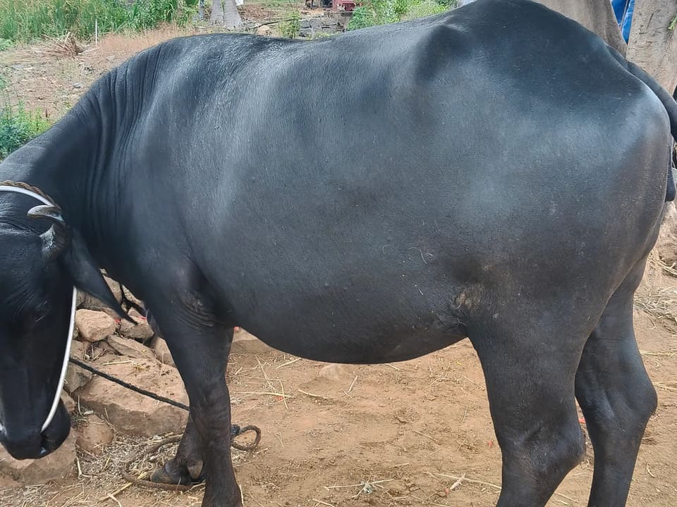Murrah Heifer Buffalo M4623 in  TAMIL NADU