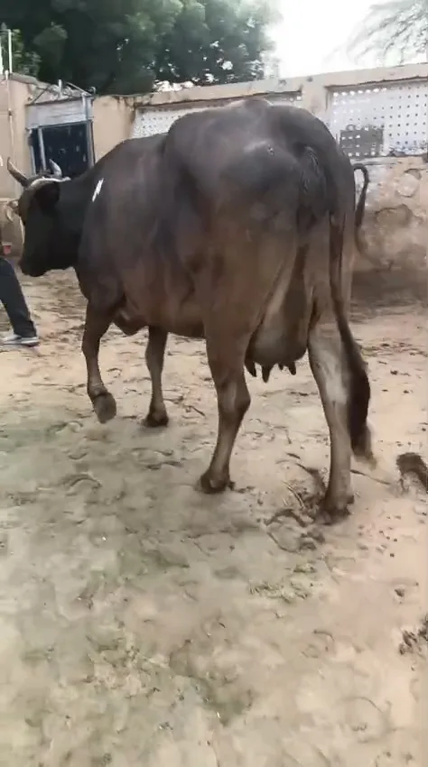 Rathi Cow in  RAJASTHAN
