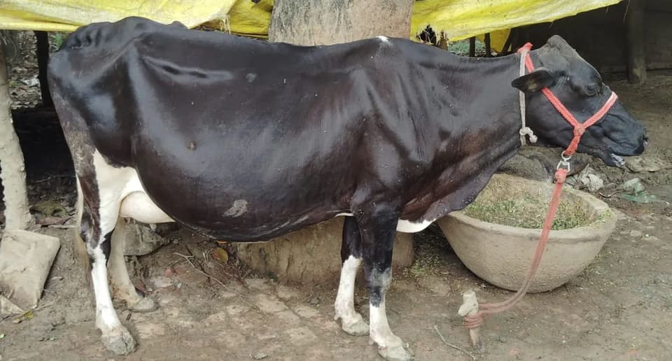 Others Cow in  UTTAR PRADESH