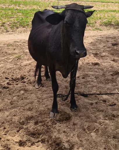 Jersey Cow in  RAJASTHAN