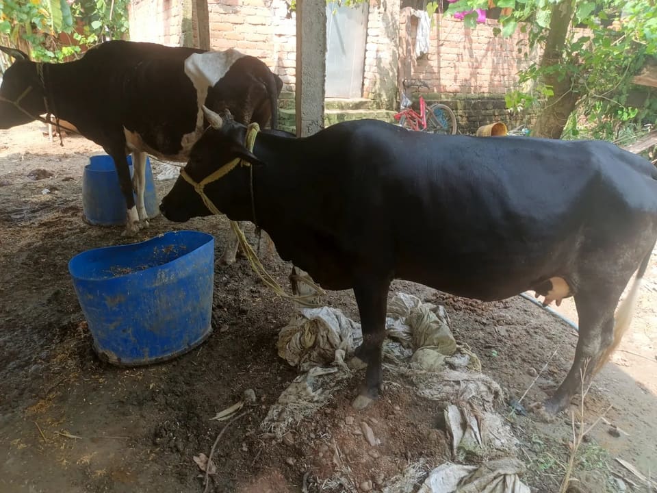Gir Cow G2127 in  BIHAR