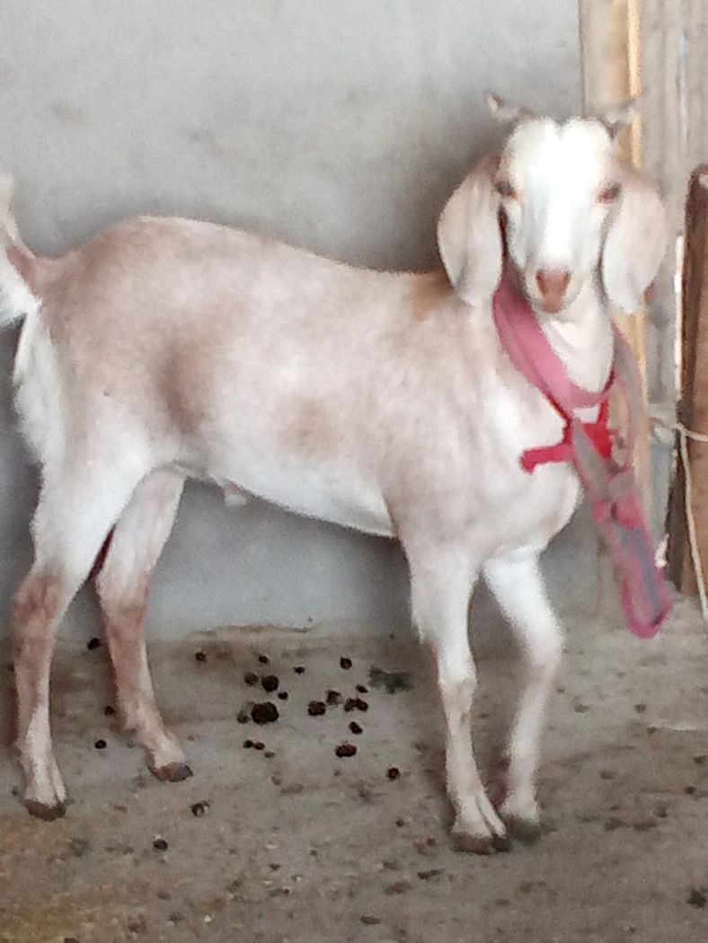 Beetal Goat B0423, District:  UNNAO, State:  UTTAR PRADESH