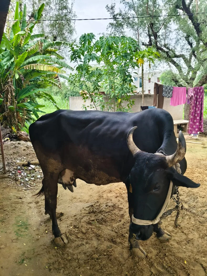 Sahiwal Cow in  RAJASTHAN