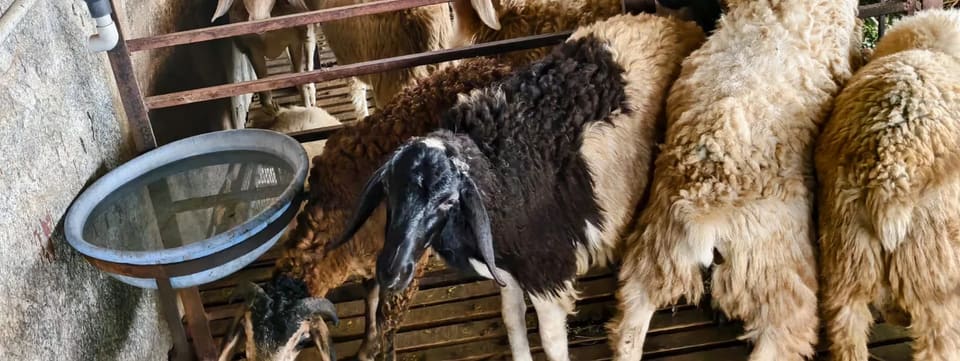 Bannur Sheep in  KARNATAKA