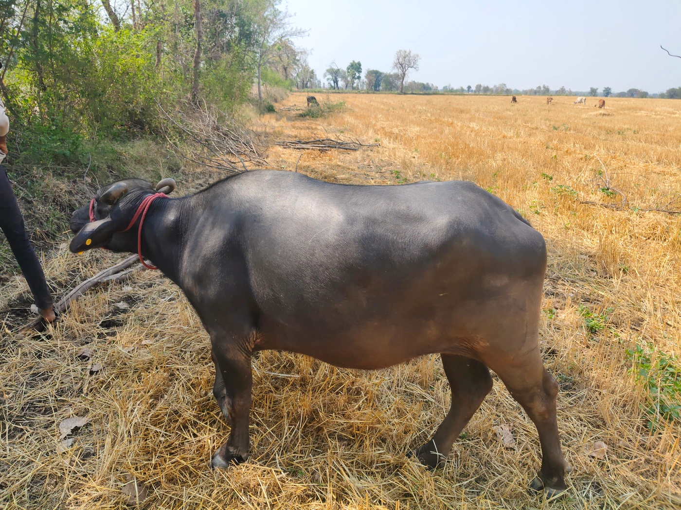 Murrah Heifer Buffalo M4181, District:  SEONI, State:  MADHYA PRADESH