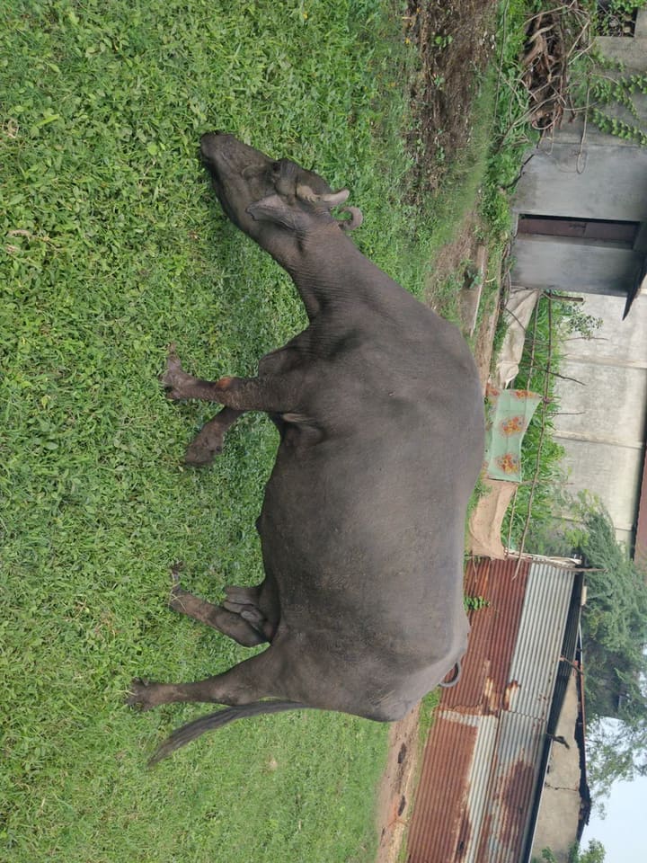 Banni  Buffalo in  GUJARAT