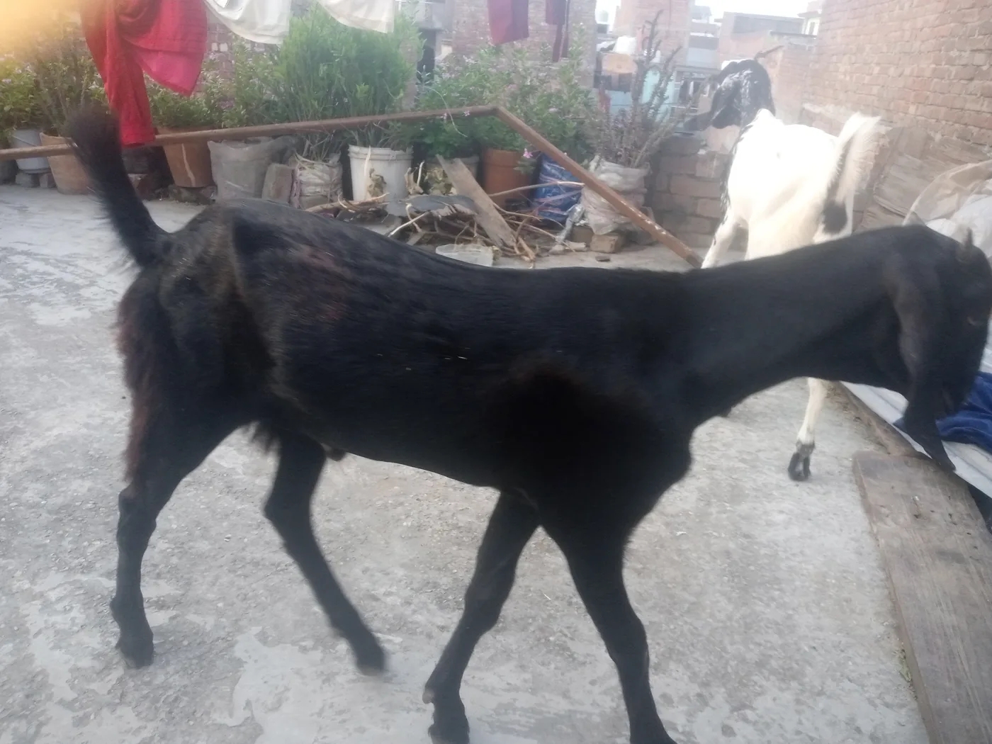 Others Goat in  UTTAR PRADESH