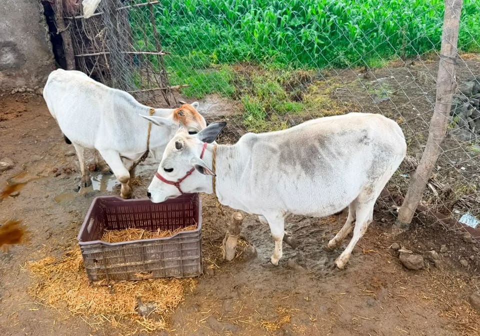 Punganur  Cow in  MAHARASHTRA