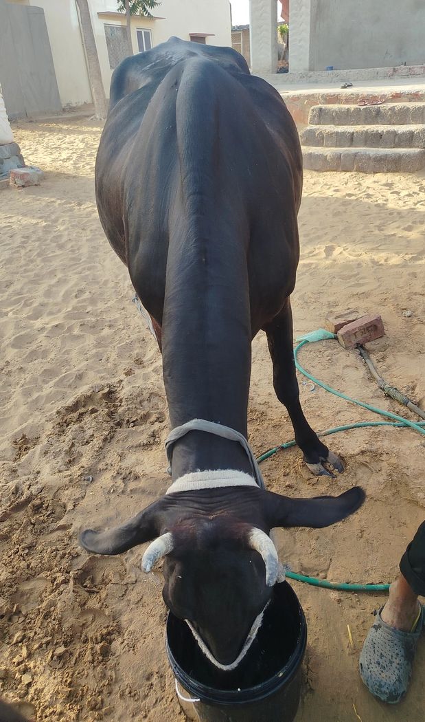 Jersey Cow J1377, Lactation: 3, MilkPerDay: 14Litres, Pregnant: 9 Months, District:  SIKAR, State:  RAJASTHAN